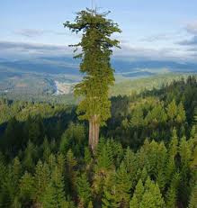 أطول شجرة في العالم Images?q=tbn%3AANd9GcSMQJphMSa3i4j8m8pHPVSTe7Sn4vaypn0cYYjVXQl9ebTLy-aS&usqp=CAU
