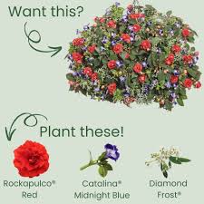 Image result for Impatiens oreocallis