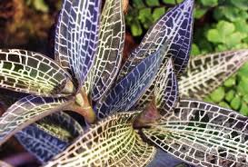 Image result for Goodyera