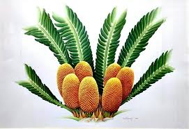 Image result for Encephalartos lebomboensis