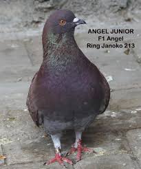 Lomba merpati balap sprint didesa kangkung mranggen demak rasa lomba nasional 2021.pigeon racing sprint#merpatibalapsprint#merpatibalapmranggen#lombanasional. Spesifikasi Memilih Merpati Balap Janoko Mozart Ppmbsi Facebook