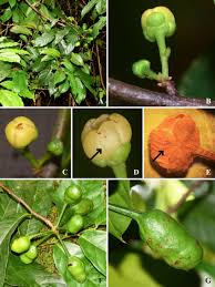 Image result for Uvaria