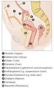 Scheide (Vagina), Gebärmutter (Uterus), die Eileiter & Eierstöcke (Ovarien)  » Weibliche Geschlechtsorgane » Körper & Sexualität » Frauenärzte im Netz -  Ihr Portal für Frauengesundheit und Frauenheilkunde »