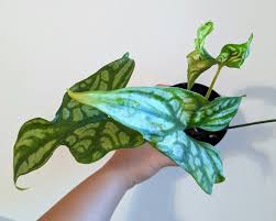 Image result for Cercestis