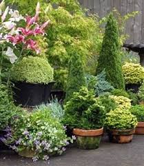 Popular Garden Shrubs Conifers Garden Container Plants Container Gardening