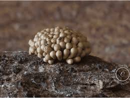 Image result for Clerodendrum tricholobum