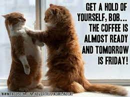 Coffee Fridays Tomorrow Is Friday Funny Animal Pictures Funny Cats