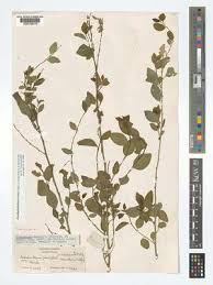 Image result for Andrachne ovalis