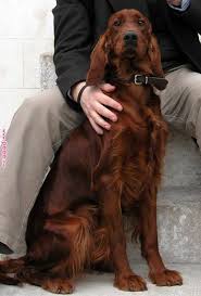 Pin By Location Monte On Demenagement Paris Pas Cher Pinterest Irish Setter Dogs And Puppies Pin By Location M Irish Setter Dogs Irish Setter Dog Breeds