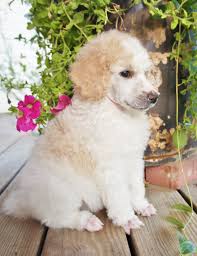 Get a boxer, husky adorable standard parti poodle puppies! Available Girl Apricot And White Parti And Ready To Go Oct 23rd Poodle Puppy Poodle Puppies For Sale Parti Poodle