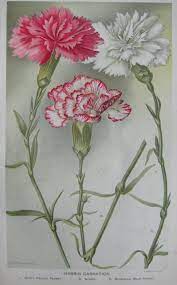 Antique Flowers Print Carnations Beautiful Color Vintage 1800s Botanical Print Plaindealing 99 Flower Art Flower Painting Botanical Painting