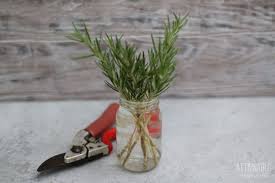 Image result for rosemary cuttings