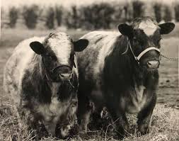 2021 Shorthorn Country July by SCI