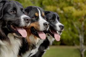 Maybe you would like to learn more about one of these? Quartier Librereperer Les Meilleurs Chiens Mira Quartier Libre