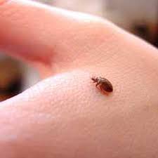 Tan, brown, or red in colour, these pests are typically oval shaped and flat. Bedbug Battler S Checklist This Old House
