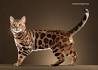 Bengal Kittens For Sale by Reputable Breeders | Pets4You
