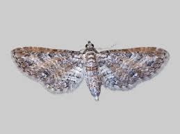 Image result for Eupithecia subumbrata