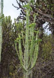 Image result for Monadenium pedunculatum