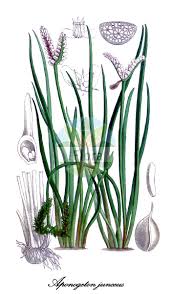 Image result for Aponogetonaceae