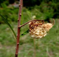 Image result for Gomphocarpus semilunatus