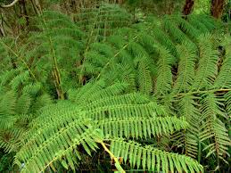 Image result for Cyathea mossambicensis