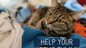 8 week old kitten won't eat!? Home Remedies For Your Cat S Upset Stomach Pethelpful By Fellow Animal Lovers And Experts