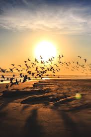 Canimla Besliyorum Su Huznun Kuslarini Cemal Misafir Beautiful Sunset Beautiful Nature Nature Photography