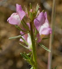 Image result for Misopates