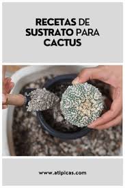 Complejo nutritivo, formulado con una estudiada proporción nutritiva a la que se ha incorporado aminoácidos naturales, junto con micronutrientes quelatados y óxido de magnesio, favoreciendo así un desarrollo fertilizante líquido para cactus. 160 Ideas De Recetas Caseras Para Suculentas Y Cactus En 2021 Suculentas Cuidado De Suculentas Plantas Suculentas