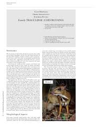 Image result for Cylindropsis parvifolia