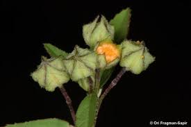 Image result for Sida dregei