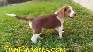 Check spelling or type a new query. Pocket Beagles Indiana Online
