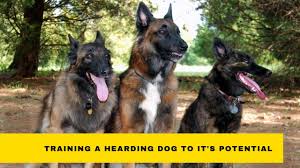 It is a time of learning and sharing, reaching new heights together. Herding Dog Training Unlocking Your Dog S Potential Thedogtrainingsecret Com Thedogtrainingsecret Com