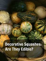 Decorative Squashes Are They Edible Edible Squashes Food Garden
