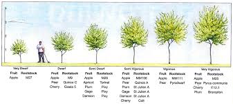 And we have a fantastic variety from apples to cherries to plums. Which Rootstock Should I Choose When Planting An Apple Tree Larch Cottage Nurseries