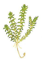 Image result for Hydrilla