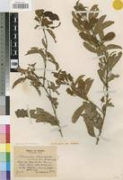 Image result for Combretum xanthothyrsum