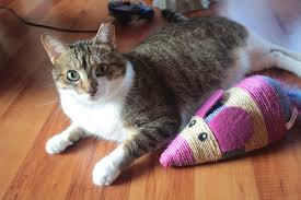 Plastic bags are one of the common symptoms. Why Do Cats Chew On Plastic How Do I Get My Cat To Stop