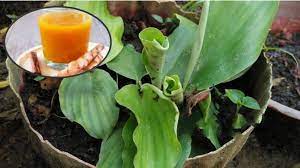 Ianya dapat membantu mengurangkan keputihan yang tidak normal dan kegatalan pada missv. Cekur Atau Kencur Punya 1001 Khasiat Rugi Besar Kalau Orang Perempuan Tak Amalkannya Kartel Dakwah