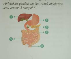 Gastritis superfisial akut merupakan respon mukosa lambung terhadap berbagai iritan lokal. Penyakit Maag Disebabkan Adanya Gangguan Pada Alat Pencernaan Yang Ditunjuk Oleh Nomor A 1 Brainly Co Id