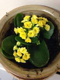 Kalanchoe Kalanchoe Blossfeldiana Your Plant Is Likely A K Blossfeldiana With Grey Green Or Glos Flowering House Plants Kalanchoe Blossfeldiana Plant Gifts