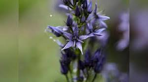 Image result for Swertia