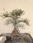 182k members in the bonsai community. A Little Help With A Few Sick Bonsai Trees And Identification Bonsai Nut