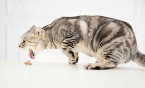 Normally, when kitty grooms and ingests the dead, loose hair, it passes through the gastrointestinal. Cat Vomiting 10 Quick Tips Honest Paws