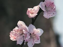 Image result for Rosaceae