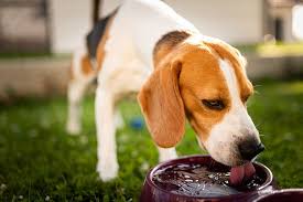 Most illnesses have telling signs. Dehydration In Dogs Symptoms Causes And Treatments Memphis Vet Animal Emergency Center