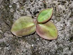 Image result for Pteronia acuminata