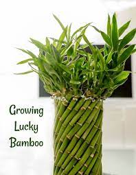 Lucky Bamboo Plant Growing Tips Dracaena Sanderiana Plant Care Lucky Bamboo Plants Bamboo Plants Lucky Bamboo