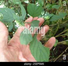 Image result for Phaulopsis imbricata