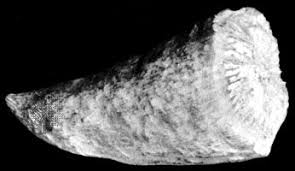 Image result for Streptopetalum